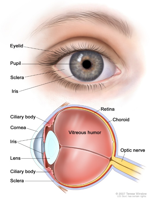 Ocular Melanoma