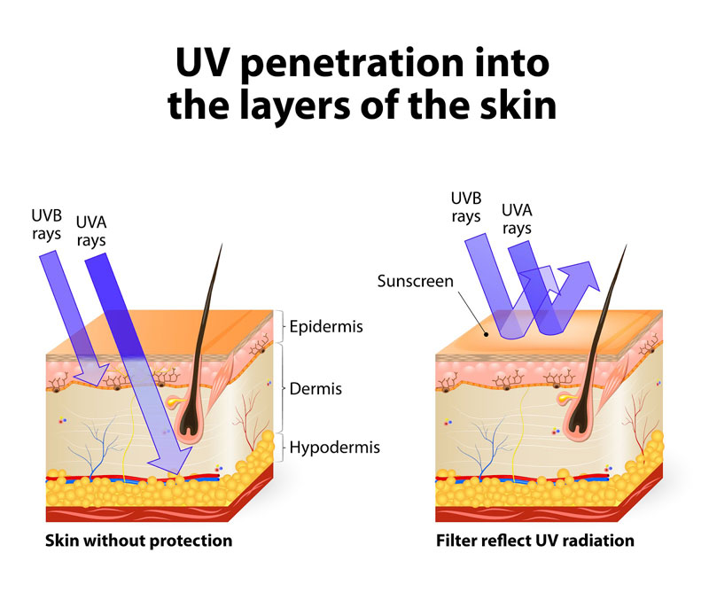 UV penetration into the layers of the skin
